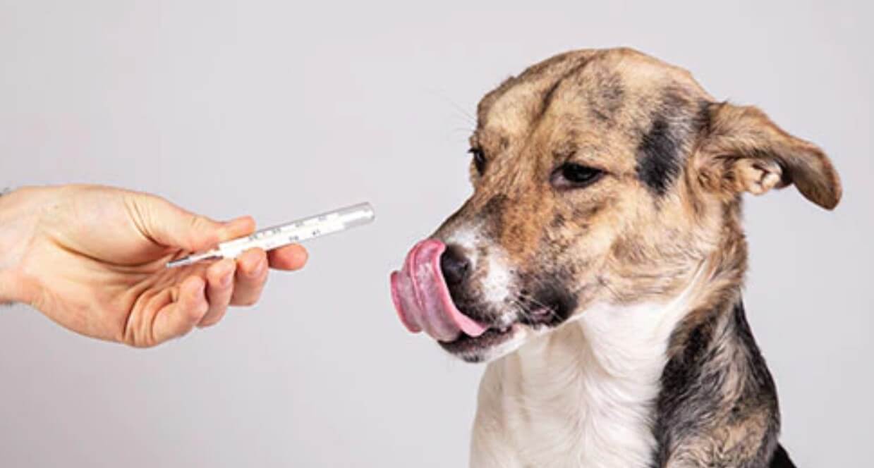 how long for liquid gabapentin to work