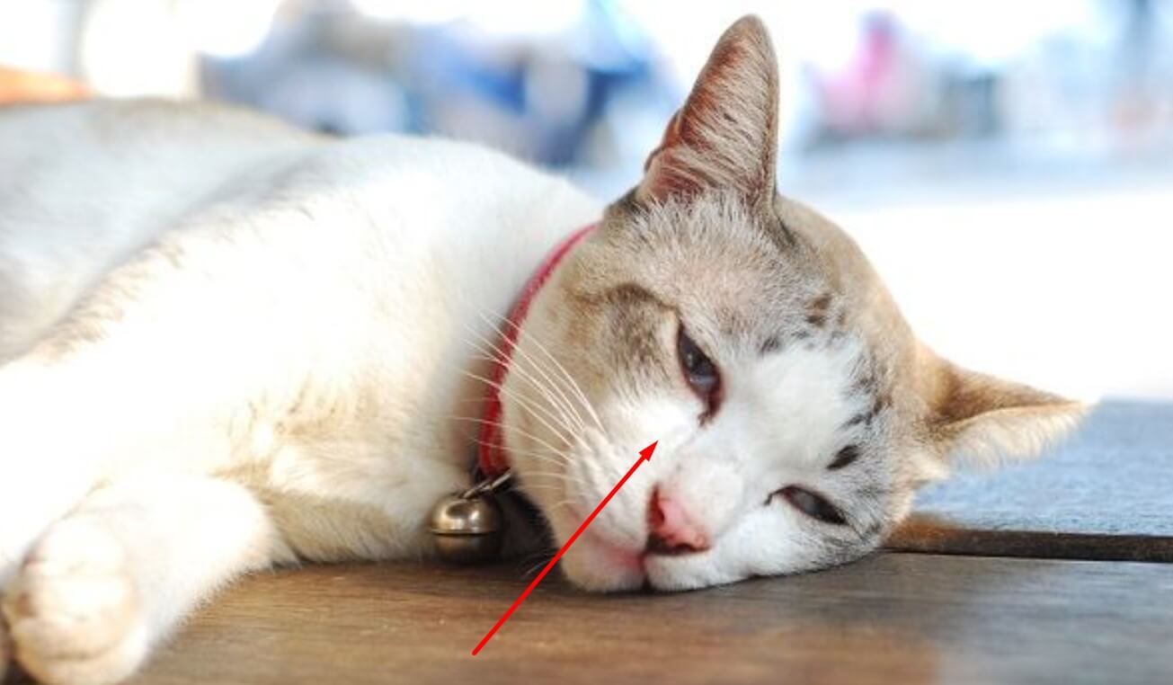 Cat Care Secrets Does Veraflox For Cats Need To Be Refrigerated?