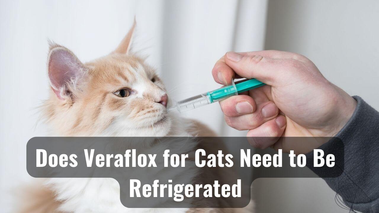 Cat Care Secrets Does Veraflox For Cats Need To Be Refrigerated?